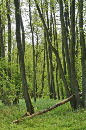 Alder quarry forest in spring, green trees and grass in a quiet forest, Peenetal nature park Park,