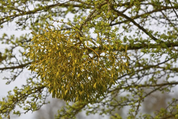 Detailed view of mistletoe in a tree during spring, Peenetal nature park Park, Mecklenburg-Western