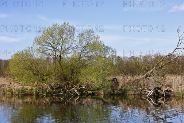 Fallen trees in the riparian region under blue sky, Peenetal nature park Park, Mecklenburg-Western