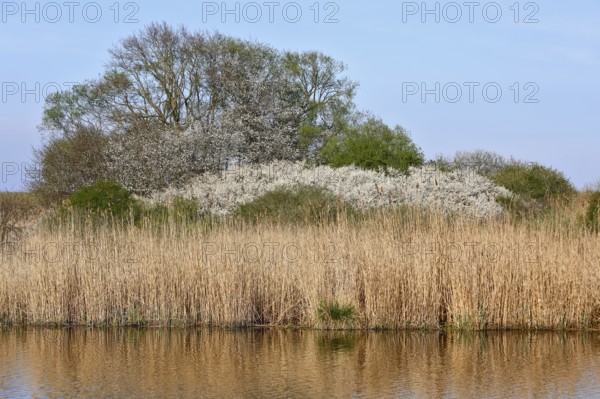 Blooming shrubs behind a thick sea of reeds under clear skies, Peenetal nature park Park,