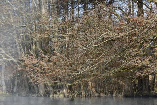 Dense alder forest in spring, foggy atmosphere over calm water, Peenetal nature park Park,