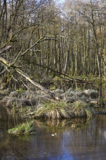 Alder quarry forest in spring, a swampy forest with bare trees and water areas, Peenetal nature