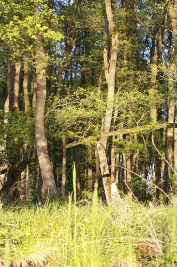 Alder quarry forest in spring, sunlight penetrates the trees in a green forest, Peenetal nature
