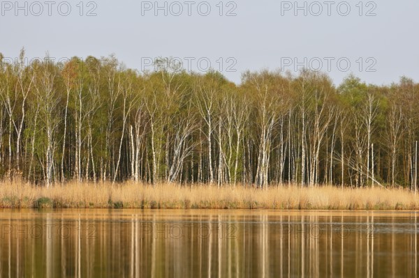 Calm river with reeds and birch forest in the background, Peenetal nature park Park,