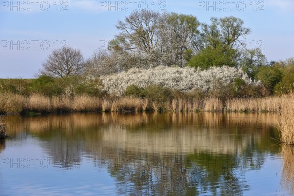 Flowering shrubs and their reflection in a quiet pond, Peenetal nature park Park,