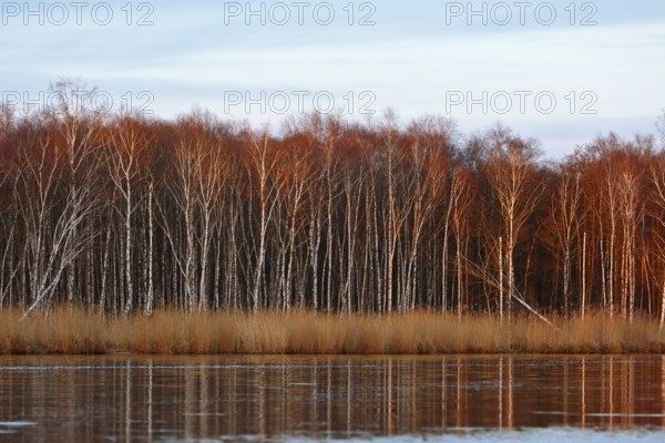 Evening sun dips birch forest and reeds in warm colors on the river, Peenetal nature park Park,