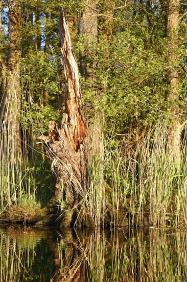 Alder quarry forest in spring, An old tree trunk in a sunny, green forest, Peenetal nature park
