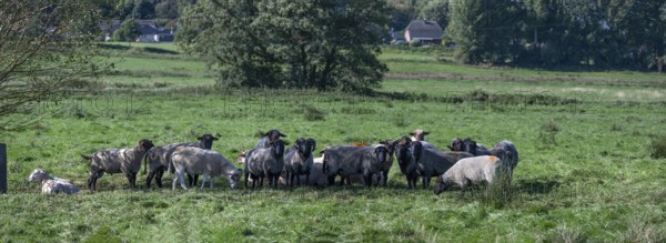 Various sheep breeds (Ovis gmelini) Rough-wooled country sheep, grey-horned heather and