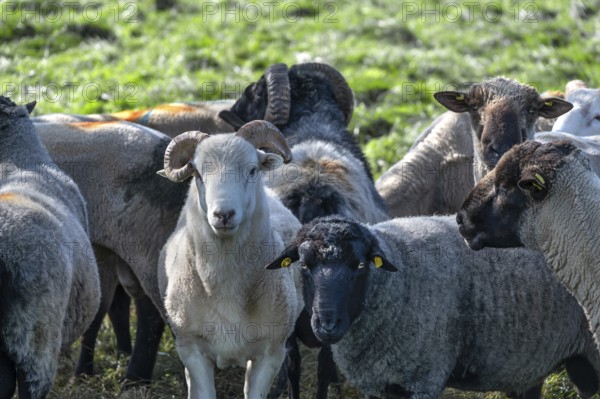 Various sheep breeds (Ovis gmelini) left a rough woolly country sheep, next to it a grey-horned