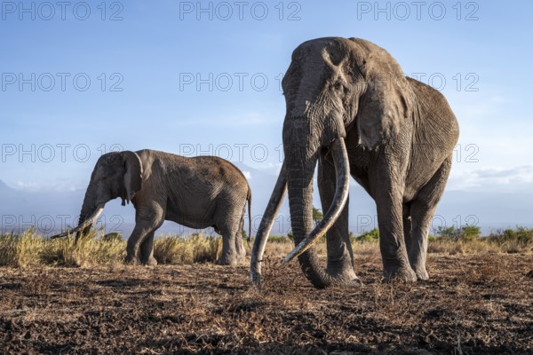 African elephant (Loxodonta africana) in picturesque landscape with the summit of Mount