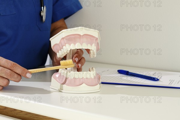 A dentist in a blue uniform demonstrates the correct technique of brushing teeth, on a model, in a