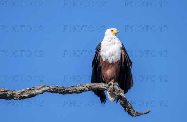 African fish eagle (Icthyophaga vocifer) sitting on dry tree, Ihaha, Chobe National Park National