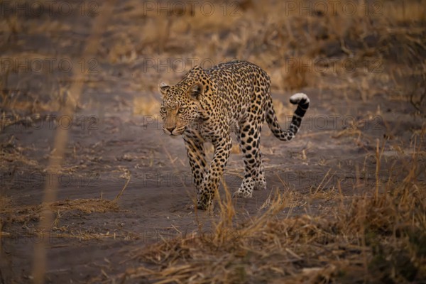 Female, leopard (Panthera pardus) snorting, dry grass, Savuti, Chobe National Park National Park,