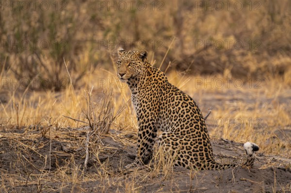 Female, leopard (Panthera pardus) sitting, dry grass, Savuti, Chobe National Park National Park,