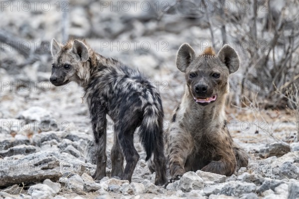 Spotted hyena or spotted hyena (Crocuta crocuta) with young animal, Etosha National Park, Namibia