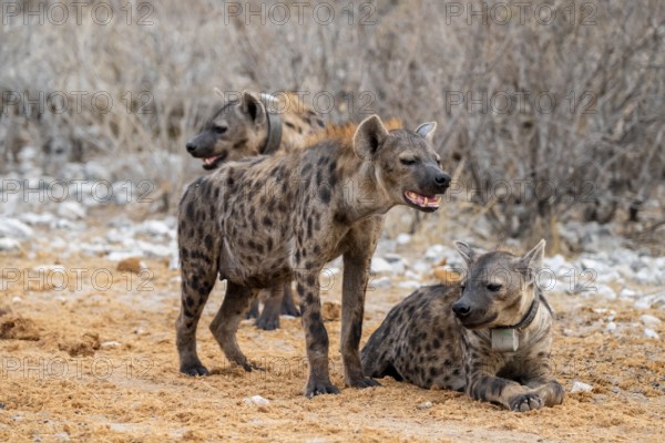 Spotted hyena or spotted hyena (Crocuta crocuta) with broadcast collar, Etosha National Park,