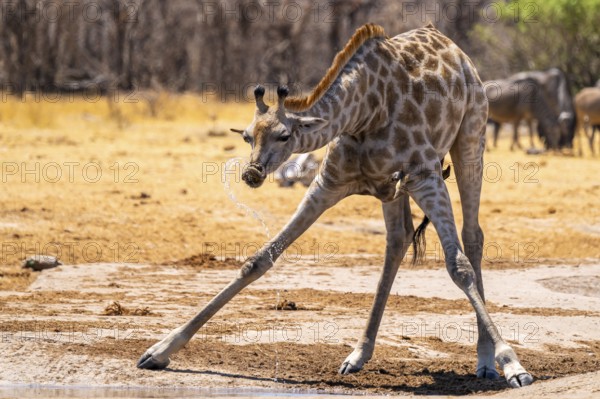 Funny, water flies through the air while drinking, Angola giraffe (Giraffa giraffa angolensis),