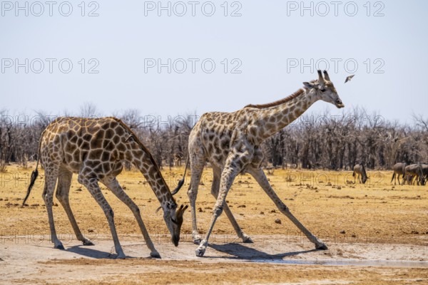 Angola giraffe (Giraffa giraffa angolensis), giraffe drinking at a waterhole, Etosha National Park,