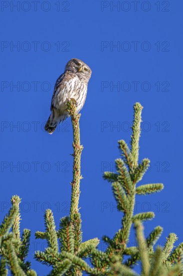Sparrow owl (Glaucicium passerinum) sitting on the tip of a spruce tree, Heuberg, Stans, Tyrol,
