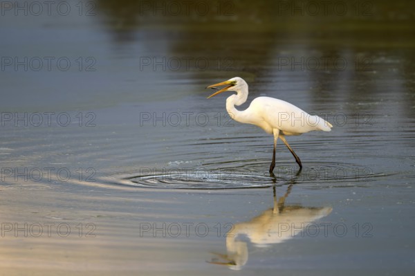 Great egret (Egretta alba) standing in shallow water and preying on small fish, Naturquartier