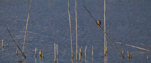 Kingfisher (Alcedo atthis) in reeds, Naturquartier Grosswilfersdorf, Grosswilfersdorf, Styria,