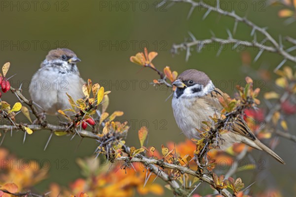 Tree sparrow (Passer montanus) sitting in a barberry bush, Littlewood Ranch, Limbach, Burgenland,