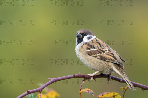 Tree sparrow (Passer montanus) sitting in a wild rose bush, Littlewood Ranch, Limbach, Burgenland,