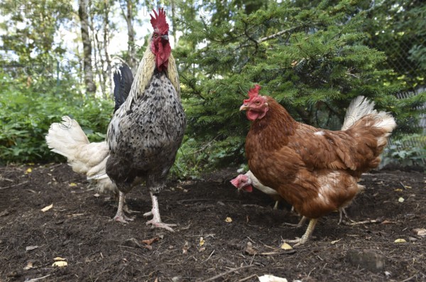 Domestic chickens, Gallus gallus domesticus, with roosters searching for food in outdoor