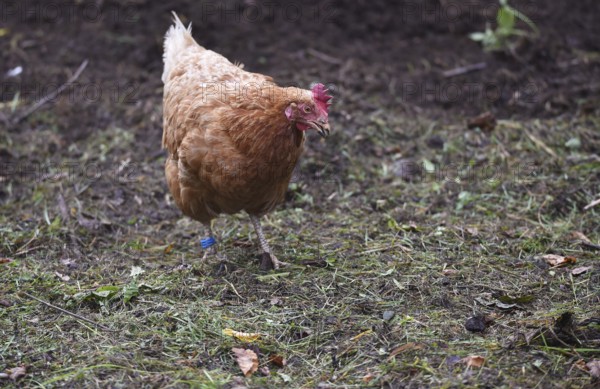 Hen, Gallus gallus domesticus, looking for food in a free-range farm, organic farming,