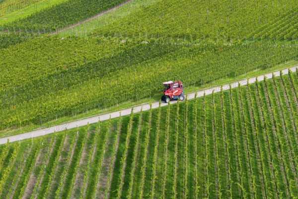 A red grape harvester moves on a road in the vineyards, grape grape harvest, near Korb im Remstal,