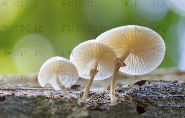 Beech slime (Mucidula mucida), Germany