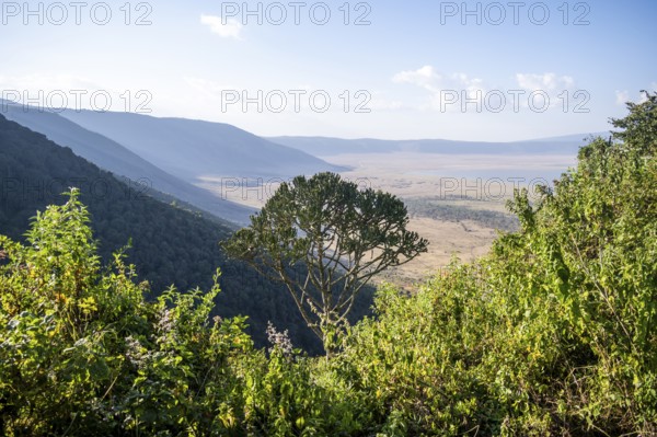 View from the crater rim over Ngorongoro Crater, candelabra tree (Euphorbia candelabrum), in the