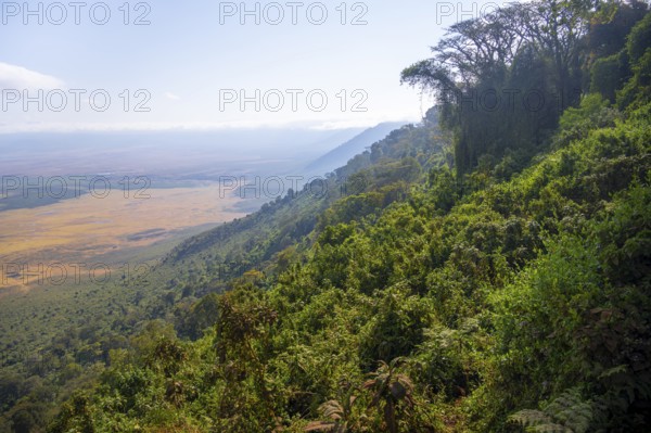 View of Ngorongoro Crater, Crater Viewpoint, Forest and Savanna Landscape, Ngorongoro Conservation