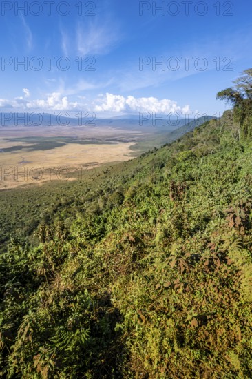 View of Ngorongoro Crater, Crater Viewpoint, Forest and Savanna Landscape, Ngorongoro Conservation