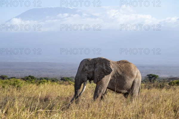 African elephant (Loxodonta africana) in picturesque landscape with the summit of Mount