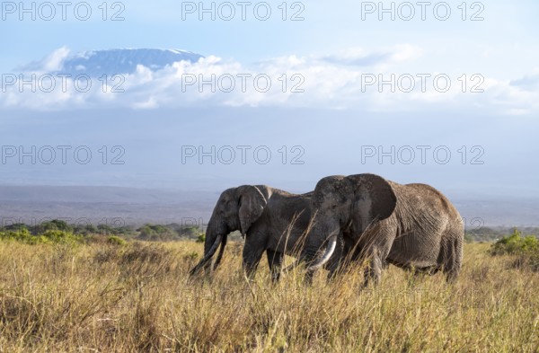 African elephants (Loxodonta africana) in picturesque landscape with the summit of Mount