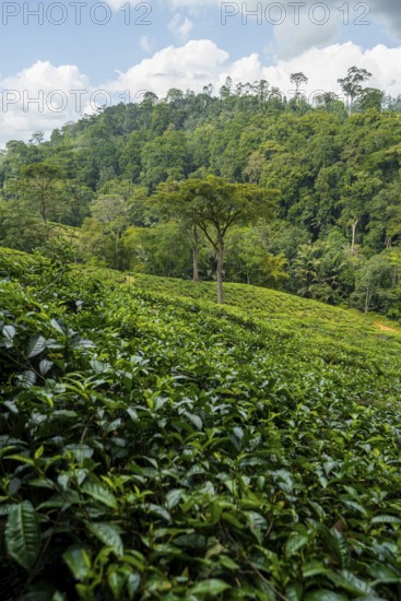 Tea plantation on hills between tropical rainforest, Amani Nature Forest Reserve, Eastern Usambara