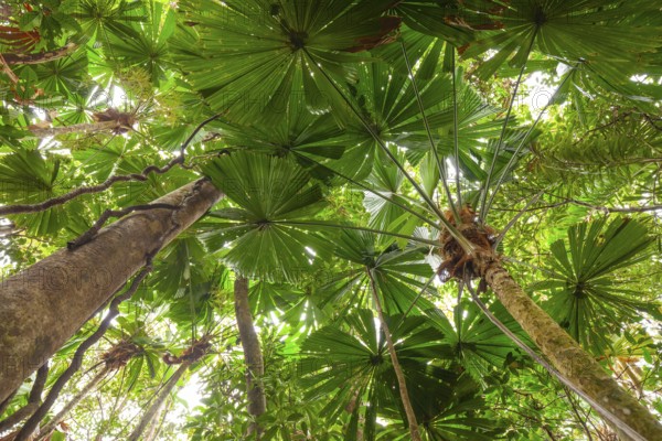 Australian fan palms in sunny rainforest on the way to Mount Sorrow in Daintree National Park