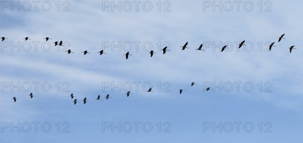 Cranes flying in formation (Grus grus), Darß, Mecklenburg-Western Pomerania, Germany
