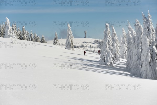 Snow-covered fir trees and snowshoe hikers, Stübenwasen, Feldberg, Todtnauberg, Black Forest,