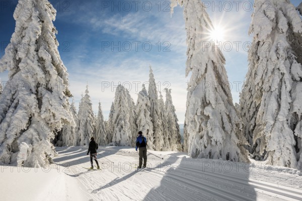 Snow-covered firs and cross-country skiers, Stübenwasen, Feldberg, Todtnauberg, Black Forest,
