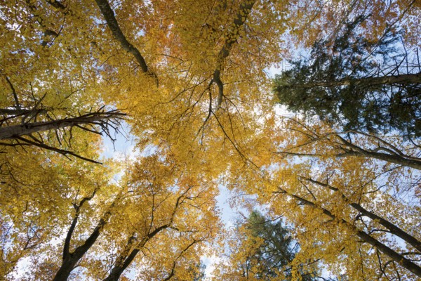 Autumn forest, view of the treetops from below, Schauinsland, Freiburg im Breisgau, Black Forest,