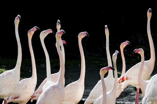 Pink flamingos, Phoenicopterus ruber-roseus