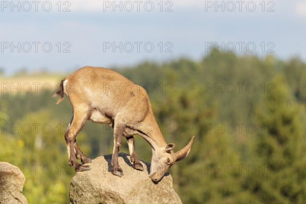 A female ibex (Capra ibex) stands on a rock on a sunny day. A blue sky with clouds and a forest can