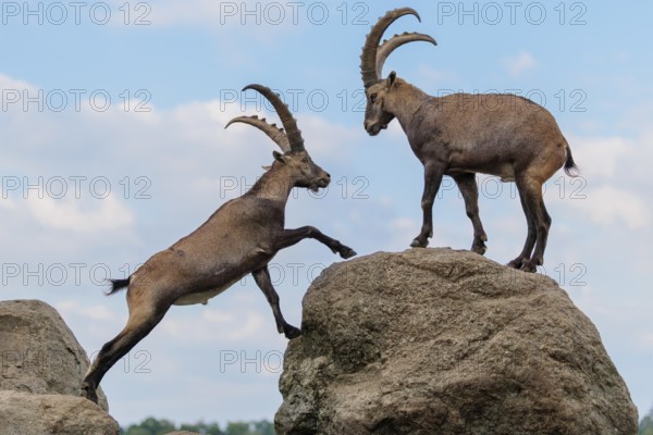 Two male ibexes (Capra ibex) stand facing each other on a rock and playfully fight with each other.