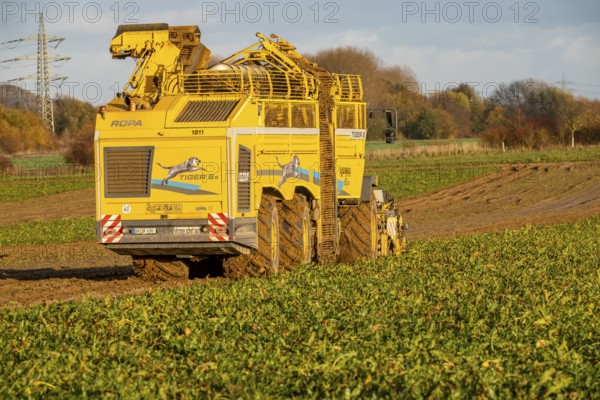 Sugar beet harvest, with an automatic, digitized, Ropa Tiger S6 sugar beet harvester, near