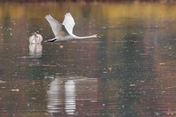 A mute swan (Cygnus olor) flies over a lake. A forest in autumn colors is reflected in the water.