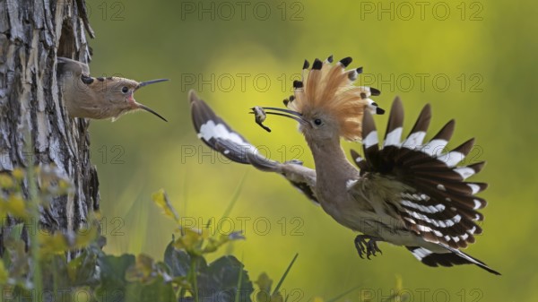 Hoopoe (Upupa epops) bird of the year 2022, male with food, prey, foraging, food for the young