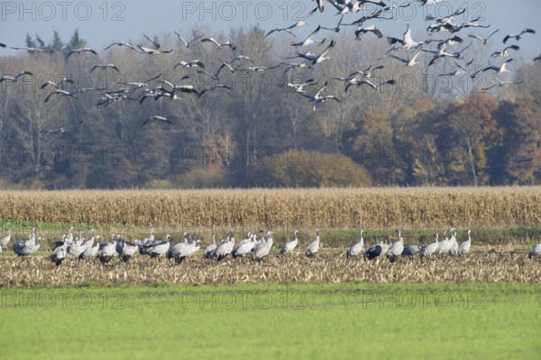 Cranes (grus grus) while resting on the southward train looking for food in a harvested corn field,