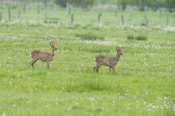 Deer (Capreolus capreolus) roebuck in meadow terrain, changes winter to summer fur, North